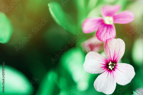 Spring lila Phlox flowers on blurred macro background. Spring or summer border template with copy space. Romantic greeting card. Blooming Polemoniaceae flowers on sunny day. flowering springtime.