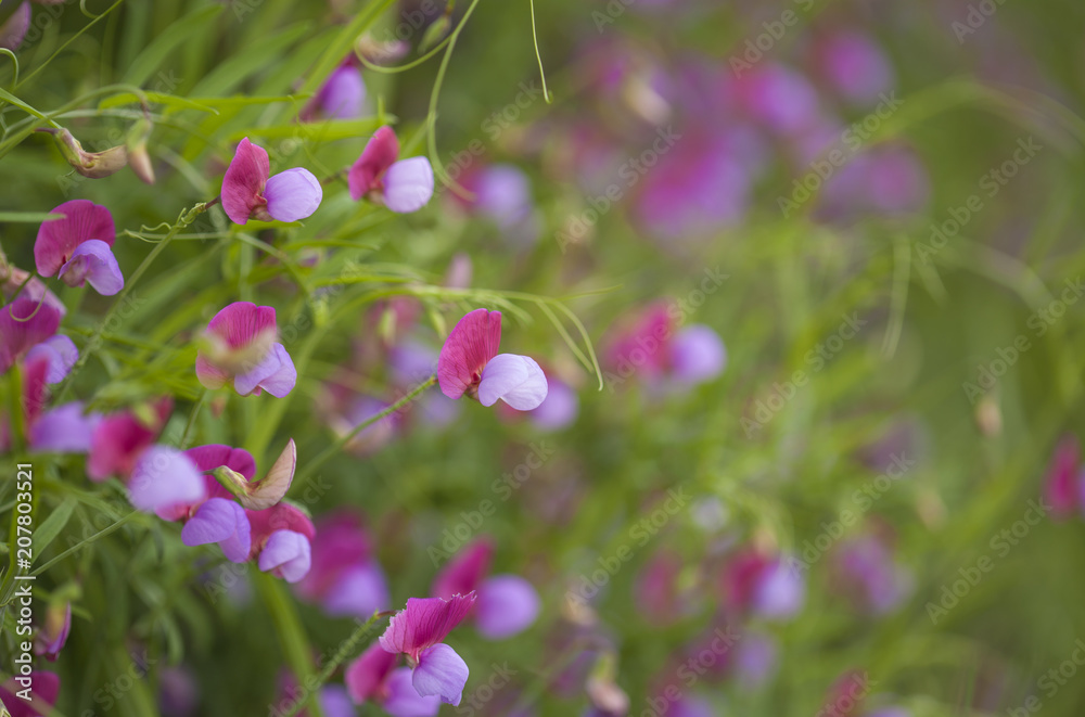 Flora of Gran Canaria - Lathyrus clymenum Flora of Gran Canaria - Lathyrus clymenum