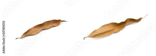dry brown mango leaves isolated on a white background