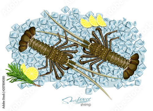 Spiny lobster on ice cubes in cartoon style. Fresh spiny lobster. Seafood product design. Inhabitant wildlife of underwater world. Edible sea food. Vector illustration