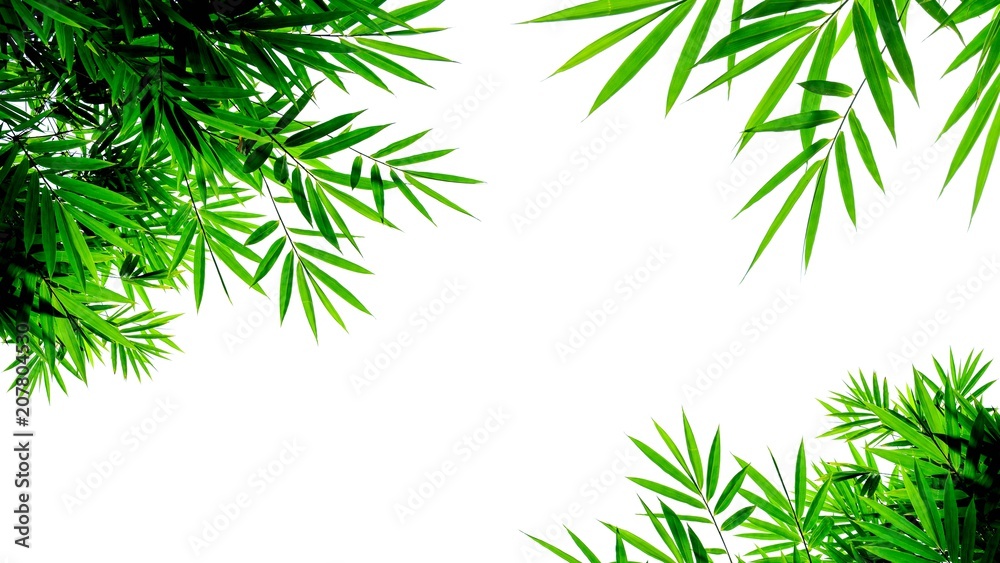 Fototapeta zielone liście bambusa na białym tle