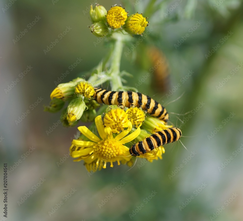 Die Raupe des Jakobskrautbär (Tyria jacobaeae), sie imitieren die typische schwarz-gelbe Warnfarbe der Wespen (Mimikry) um sich zu schützen Die Raupe des Jakobskrautbär (Tyria jacobaeae), sie imitieren die typische schwarz-gelbe Warnfarbe der Wespen (Mimikry) um sich zu schützen