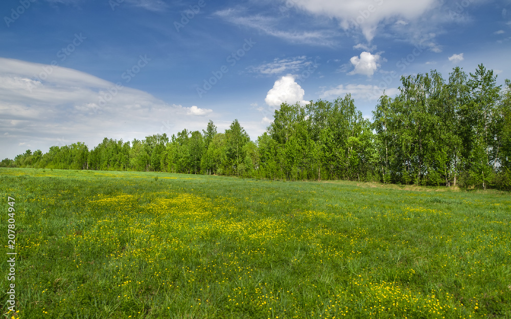 Grove at the edge of the field Grove at the edge of the field