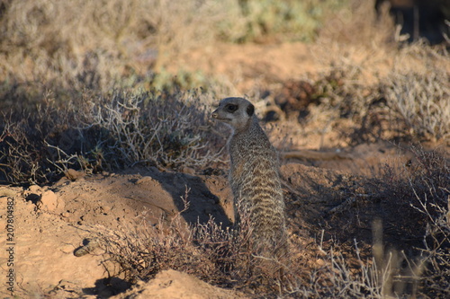 A cute meerkat is sitting in the desert of Oudtshoorn behind a big green tree  South Africa