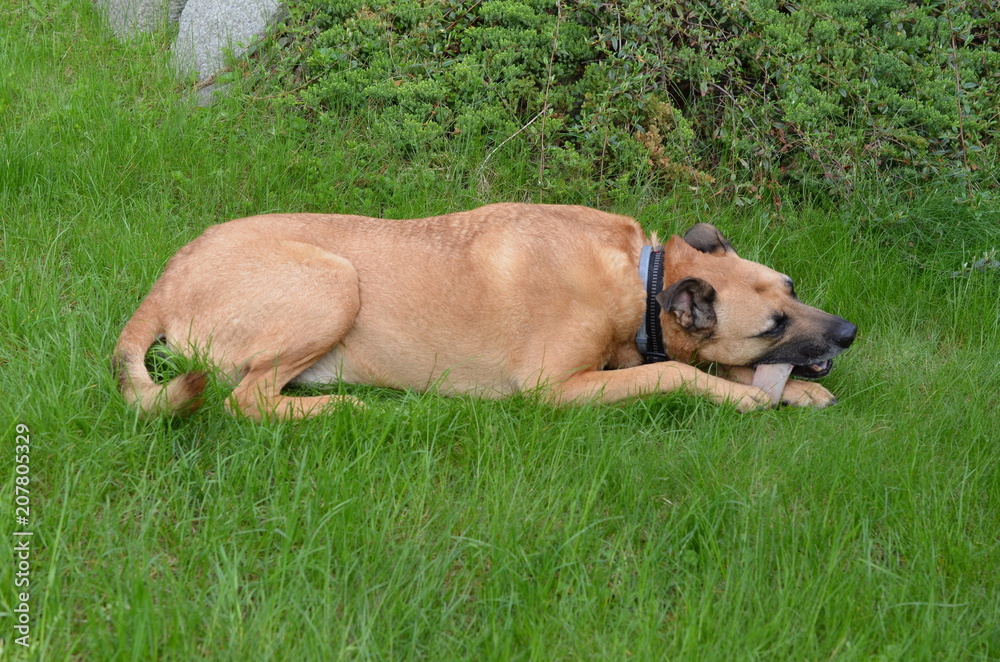 Pies leżacy na trawie je kość