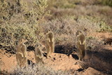 A cute meerkat family in the desert of Oudtshoorn behind a big green tree, South Africa