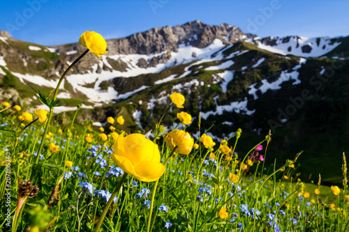 Meadow with alpine spring flowers (Trollius europaeus) in the European Alps of Liechtenstein photo