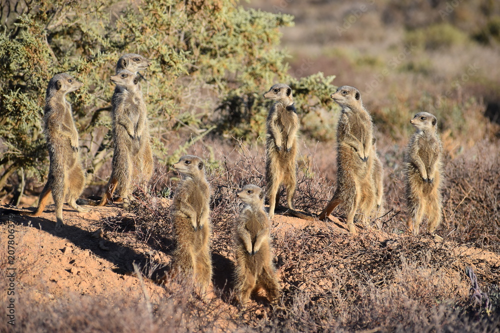 Obraz premium Cute meerkats in the desert of Oudtshoorn behind a big green tree, South Africa