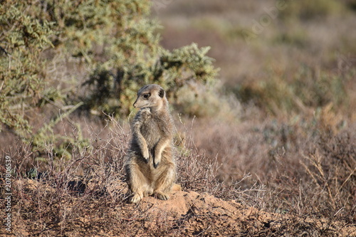 A cute meerkat is sitting in the desert of Oudtshoorn behind a big green tree, South Africa