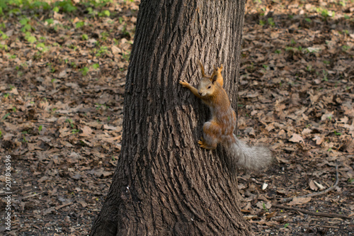 squirrel