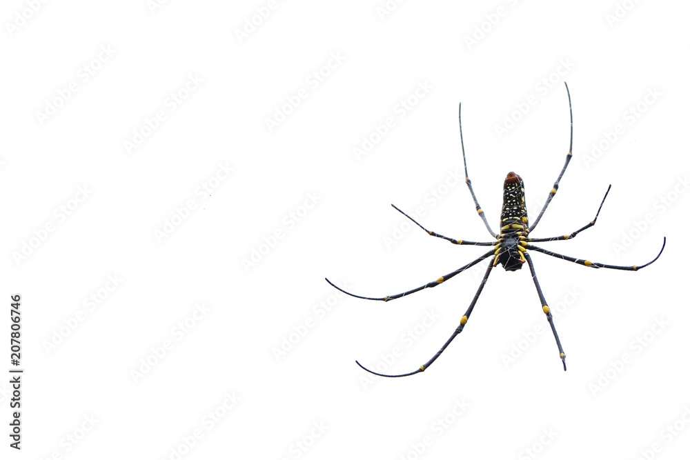 Close up Nephila pilipes spider and white background. Golden silk orb-weaver. Copy space. Close up Nephila pilipes spider and white background. Golden silk orb-weaver. Copy space.