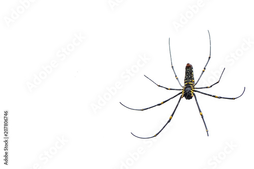 Close up Nephila pilipes spider and white background. Golden silk orb-weaver. Copy space.