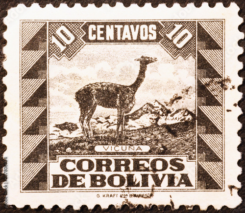 Vicuna on vintage bolivian postage stamp photo