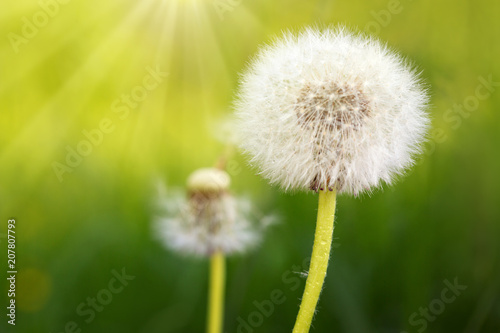 Macro shot on dandelion flowers.