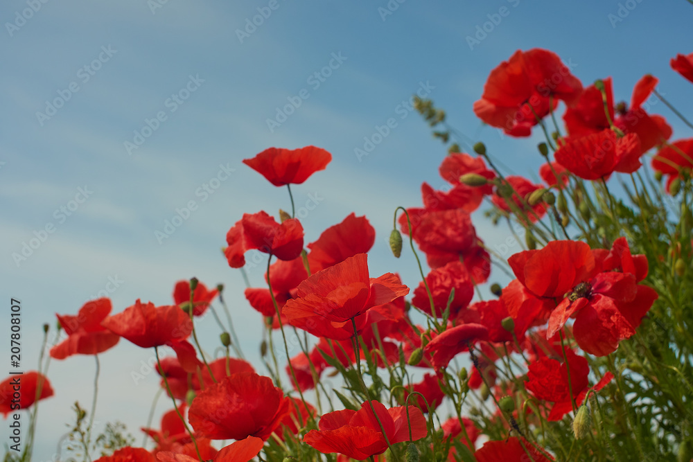 Obraz premium Red poppy flowers. Poppy flowers and blue sky in a field with bees and bumblebees