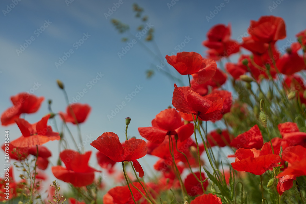 Obraz premium Red poppy flowers. Poppy flowers and blue sky in a field with bees and bumblebees