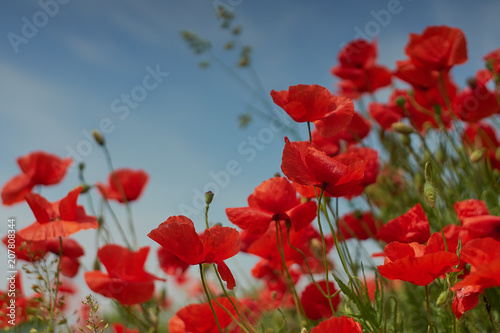 Red poppy flowers. Poppy flowers and blue sky in a field with bees and bumblebees