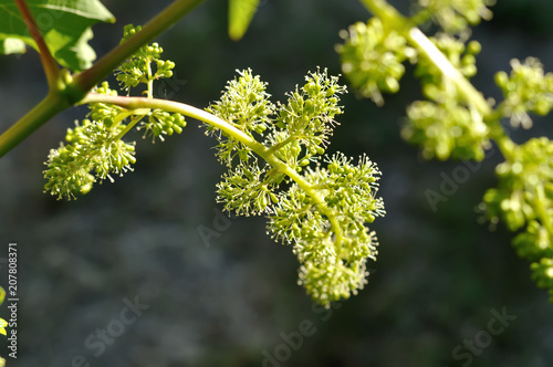 Fototapet close-up of flowering grape vine, grapes bloom in summer day, backlit