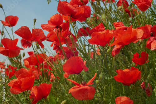 Fototapeta Naklejka Na Ścianę i Meble -  Red poppy flowers. Poppy flowers and blue sky in a field with bees and bumblebees