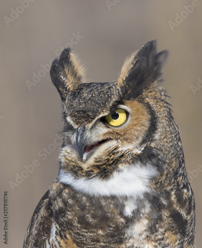 great-horned-owl portrait