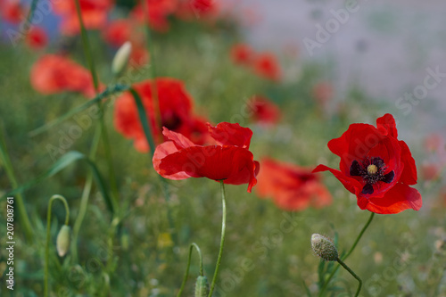 Red poppy flowers. Poppy flowers and blue sky in a field with bees and bumblebees