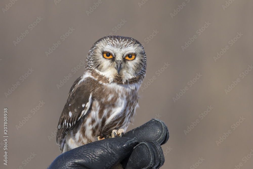 Fototapeta premium northern saw-whet owl portrait