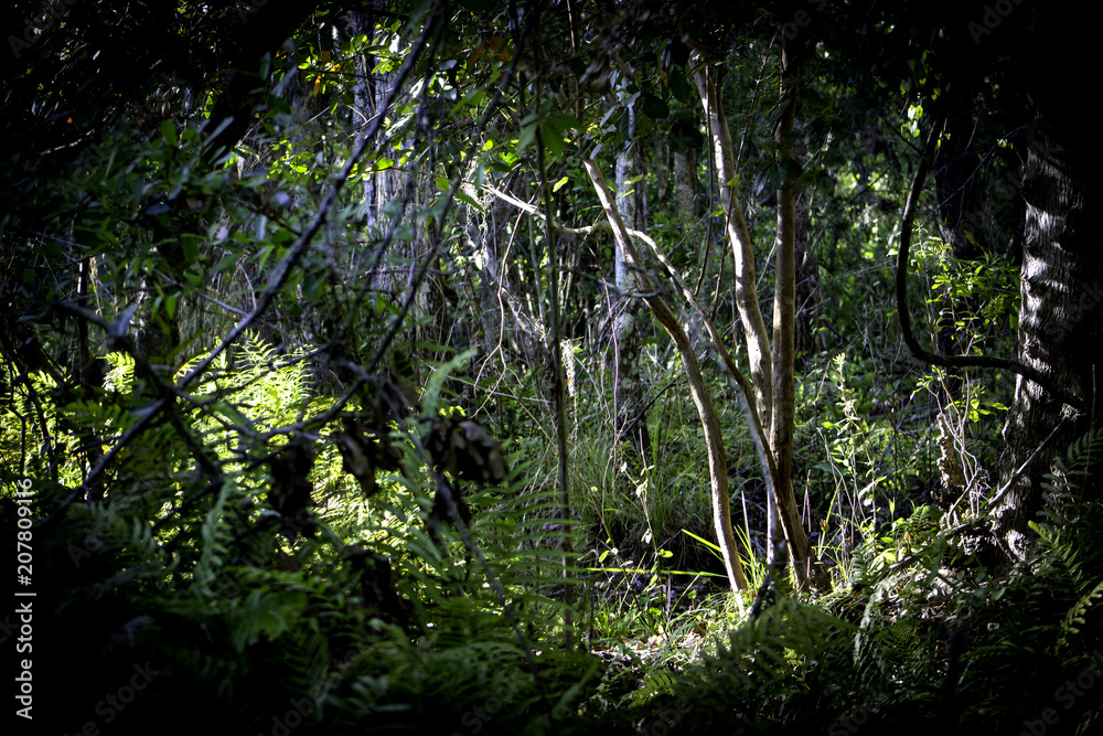 Fototapeta premium Woodland View 2