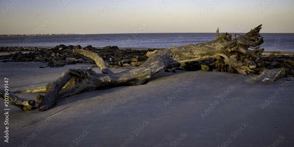 Obraz premium Fallen Tree on Beach