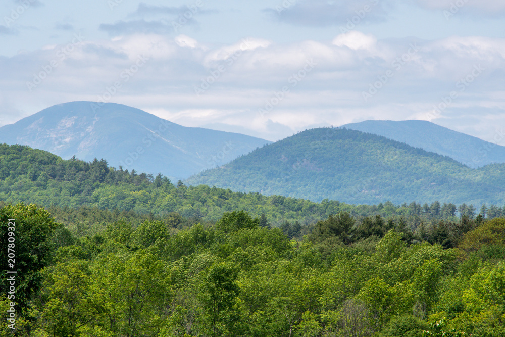 Forest in summer in Adirondacks mountains Forest in summer in Adirondacks mountains