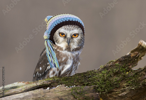 Cute northern saw-whet owl with baby hat