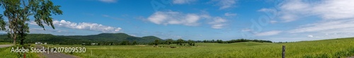 Panoramic view of a country land with beef herd
