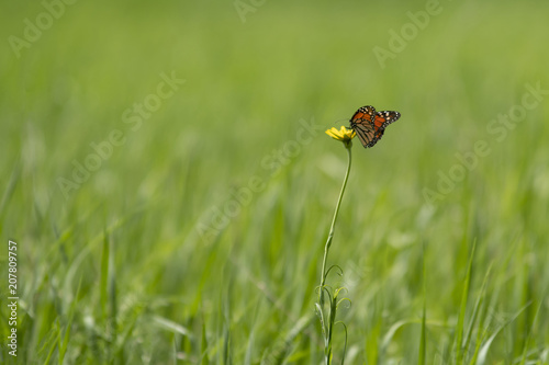 Butterfly in the mid of meadow © Valdas