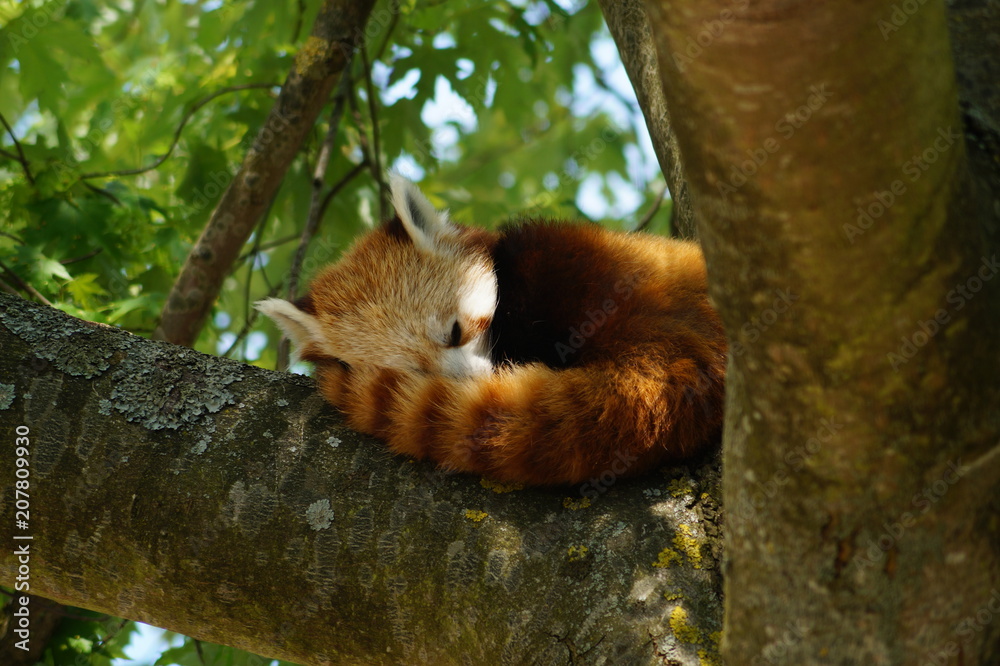 Obraz premium red panda naping