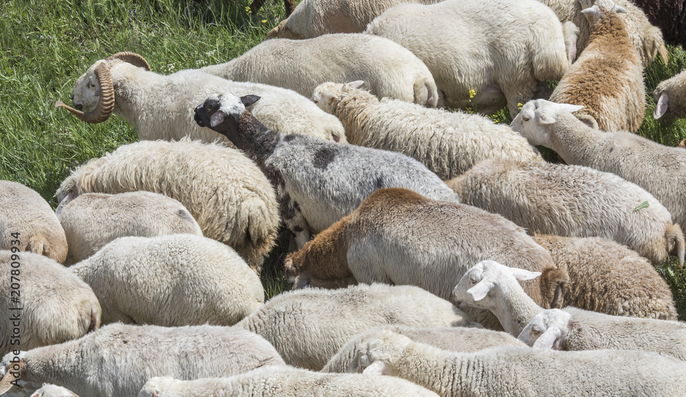 sheep in a countryside of Armenia sheep in a countryside of Armenia