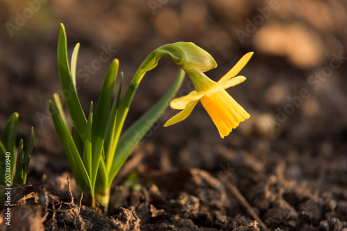 Fototapeta Naklejka Na Ścianę i Meble -  daffodils flowers in the garden in the spring