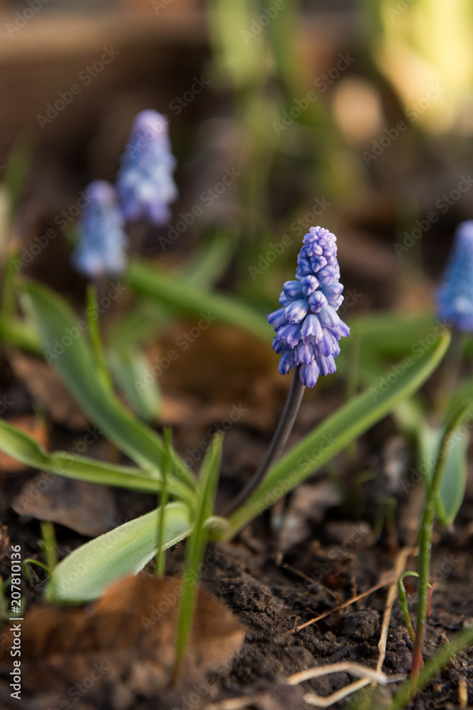 first spring flowers in the garden first spring flowers in the garden