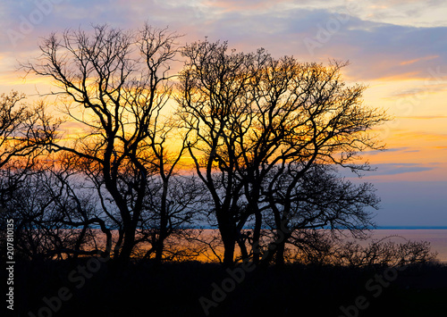 Sihouette of tree without leaf and the colorful sunset in the background