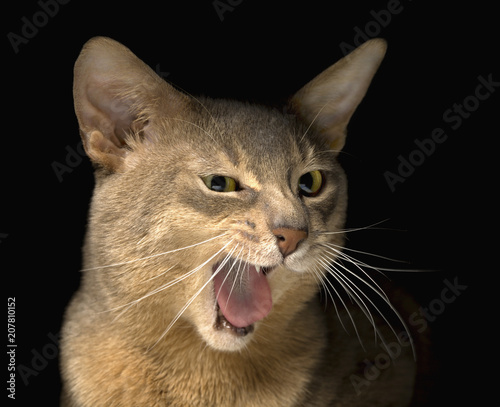 Meowing abyssinian cat face