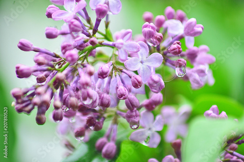 Lilac flowers. Spring flowers. Lilac with green leaves. Water drops on the petals of flowers.