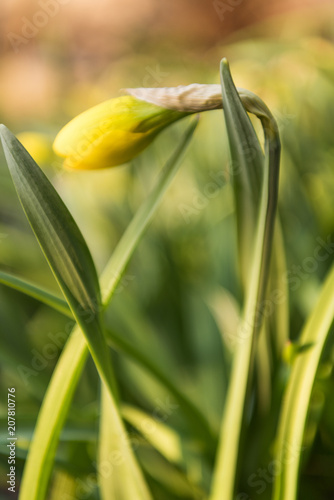 Fototapeta Naklejka Na Ścianę i Meble -  daffodils flowers in the garden in the spring
