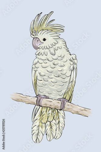 Black cockatoo sittin on a branch, vector