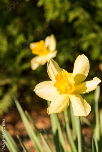 Fototapeta Naklejka Na Ścianę i Meble -  daffodils flowers in the garden 
