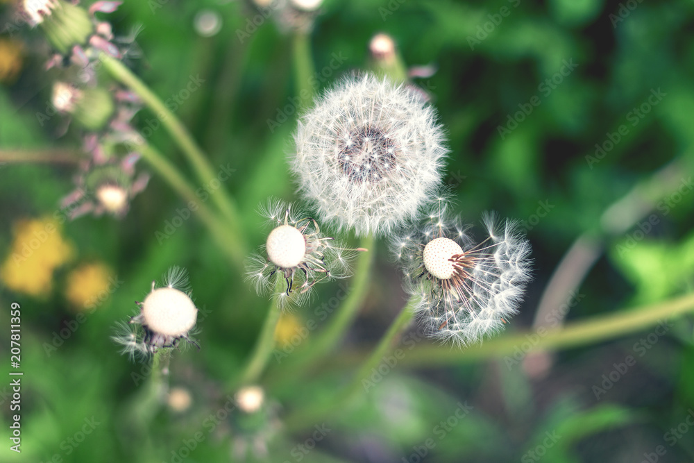 White fluffy dandelion in green grass, tinted in cool shades White fluffy dandelion in green grass, tinted in cool shades
