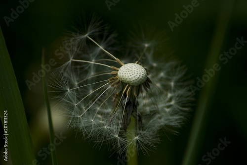 Pusteblume