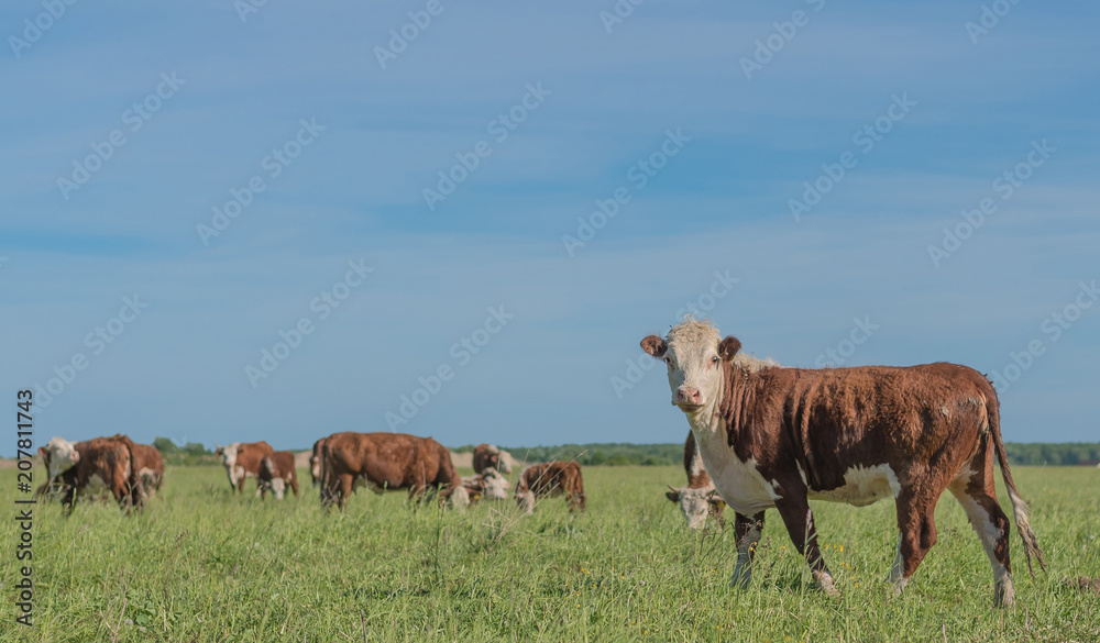 Cow on pasture on a sunny day looking at photographer
