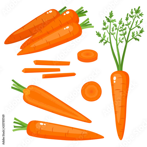 Bright vector set of fresh carrots isolated on white.