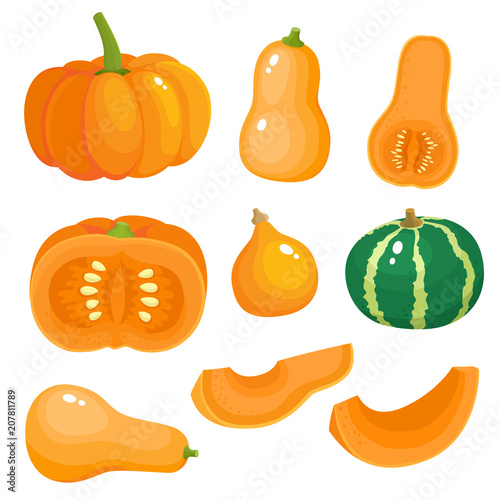 Bright vector set of colorful different pumpkins isolated on white