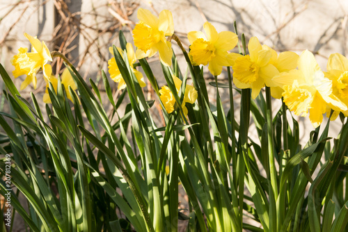 Fototapeta Naklejka Na Ścianę i Meble -  daffodils flowers in the garden in the spring