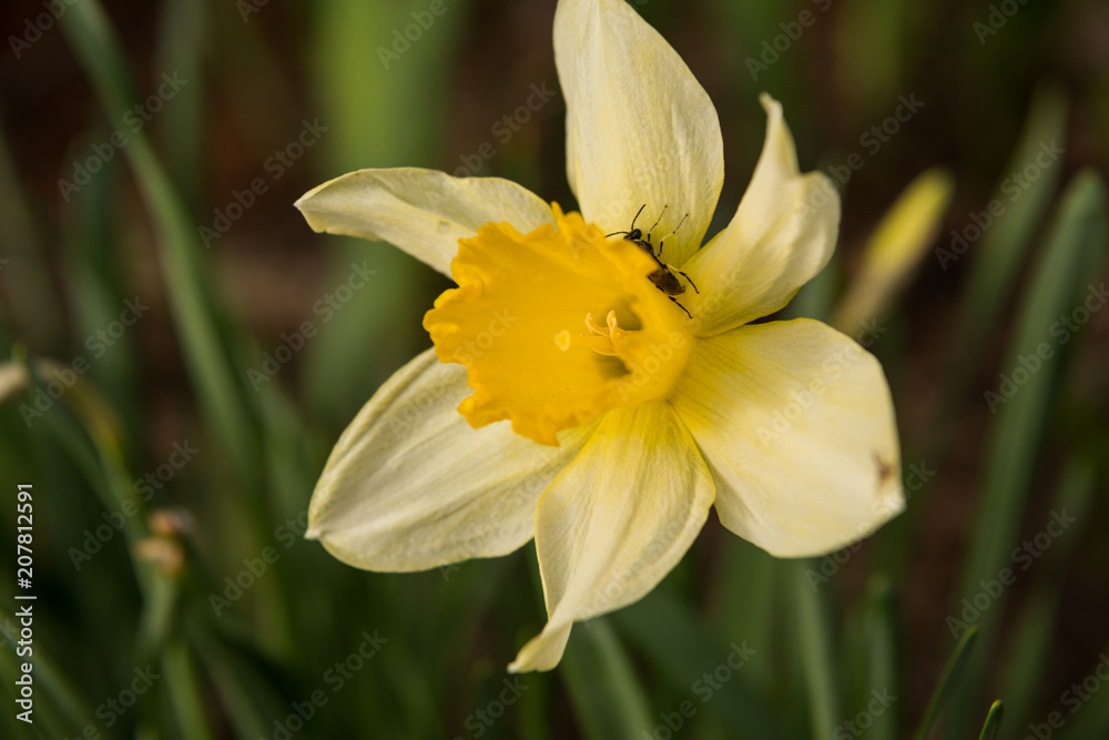 daffodils flowers in the garden in the spring daffodils flowers in the garden in the spring
