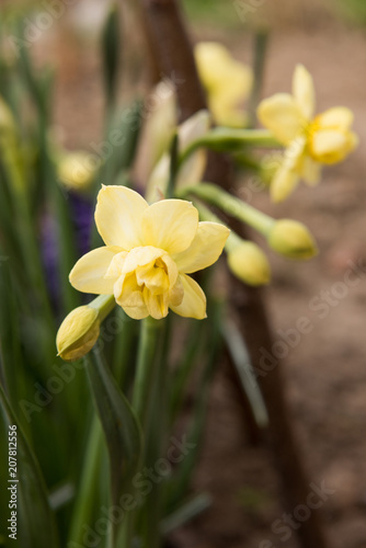 Fototapeta Naklejka Na Ścianę i Meble -  daffodils flowers in the garden in the spring